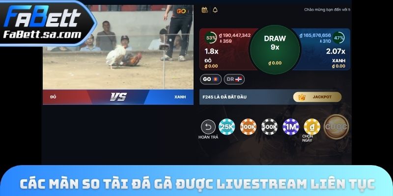 Các màn so tài đá gà được livestream liên tục