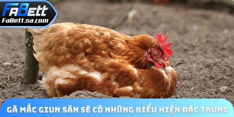 Gà mắc giun sán sẽ có những biểu hiện đặc trưng