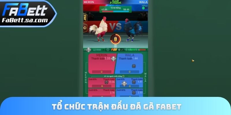 Tổ chức trận đấu đá gà Fabet